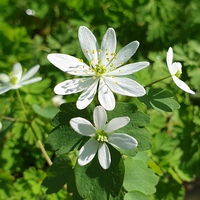 Anemonella thalictroides
